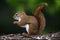 Red Squirrel - tamiasciurus hudsonicus