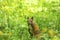 Red squirrel in the thick green grass. Nature.