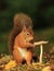 Red Squirrel and Toadstool