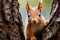A red squirrel, transformed and curious, peeks from behind a tree