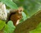 Red Squirrel in Tree