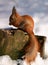 Red squirrel on tree stump