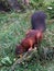 Red Squirrel on a tree stump looking for food