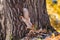 Red squirrel on the trunk of an oak tree near the ground. Autumn day