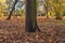 Red squirrel under the tree