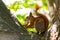 Red squirrel with a walnut on the tree