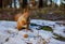 Red Squirrel In Winter Forest