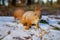 Red Squirrel In Winter Forest