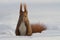 Red squirrel in the winter snowdrift