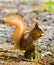 Red squirrel in wood