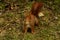 Red squirrel in the woods