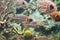 Red squirrelfish Sargocentron rubrum in aquarium