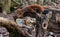 Red Squirrels juming around a feeder in the woods