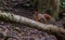 Red Squirrels juming around a feeder in the woods