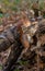 Red Squirrels juming around a feeder in the woods