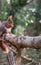 Red Squirrels juming around a feeder in the woods