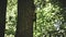 The red squrrel (sciurus vulgaris) hangs on a tree