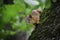 The red squrrel (sciurus vulgaris) looks at human and thinks what to do