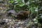 The red squrrel (sciurus vulgaris) runs trying to find some food to hide