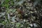 The red squrrel (sciurus vulgaris) stands on a ground trying to find some food to hide