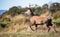 Red stag deer running