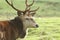 Red stag head with antlers.