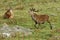 Red stag head with antlers rutting.