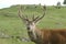 Red stag head with antlers rutting.