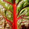 Red stalk and veins in green leaf of Silverbeet vegetable, macro image