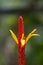 Red stalk with yellow flower of Aphelandra hartwegiana blooms