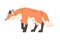 Red Stalking Fox, Wild Predator Forest Mammal Animal Cartoon Vector Illustration
