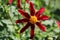 Red Star Dahlia