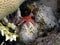 Red Star Fish on Coral Reef