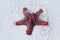 Red star fish in shallow water of Zanzibar