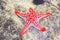 Red star fish under water surface. Marine life. Starfish on sand. Underwater life. Nature in Tanzania, Zanzibar.