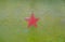 The red star on the green