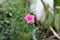 Red star-shaped flower of cypressvine morning glory