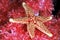 Red starfish