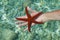 A red starfish