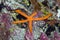 Red starfish