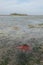 Red starfish appear on the surface of the sand when the sea recedes