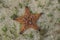 Red starfish appear on the surface of the sand when the sea recedes