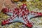 Red starfish, asteroid from the tropical sea