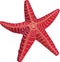 Red Starfish Beach Marine Animal Vector Illustration