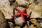 Red starfish (Echinaster sepositus)