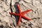 Red starfish (Echinaster sepositus)