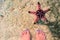 Red starfish and female feet in sea. Seaside with white sand. Sea sand top view with female feet.