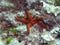 Red Starfish hanging loose