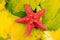 Red starfish on leaves