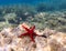 Red starfish lying on the rocks - underwater life off the Kastos island coast, Ionian Sea, Greece in summer.